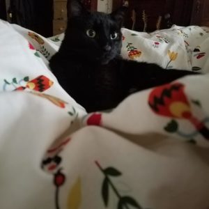 my cat in bed