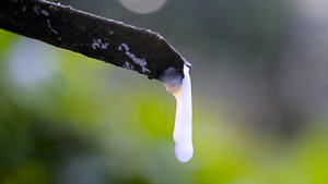 Latex dripping out of the rubber tree it was harvested from